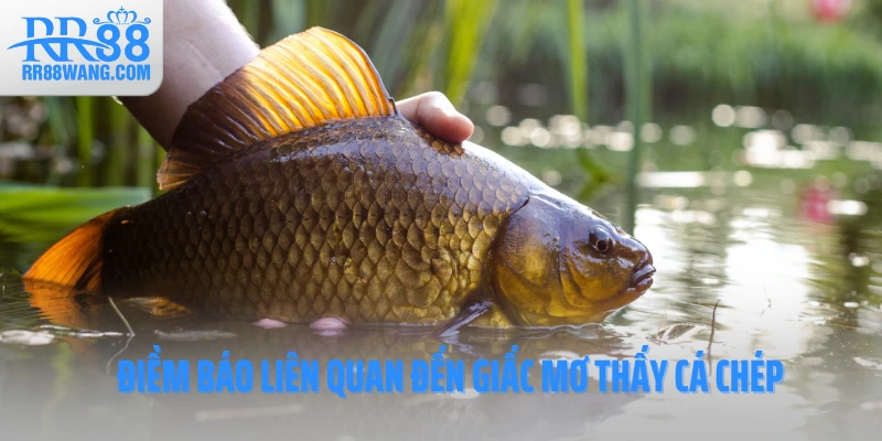 Điềm báo liên quan đến giấc mơ thấy cá chép
